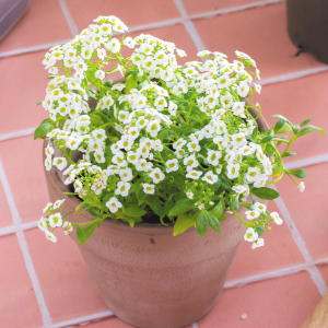 grown alyssum grown alyssum
